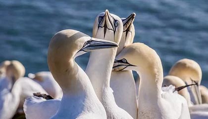 九游网页版官网入口-法国战胜英格兰队，挺进欧国盃四强，法国队和英格兰谁强