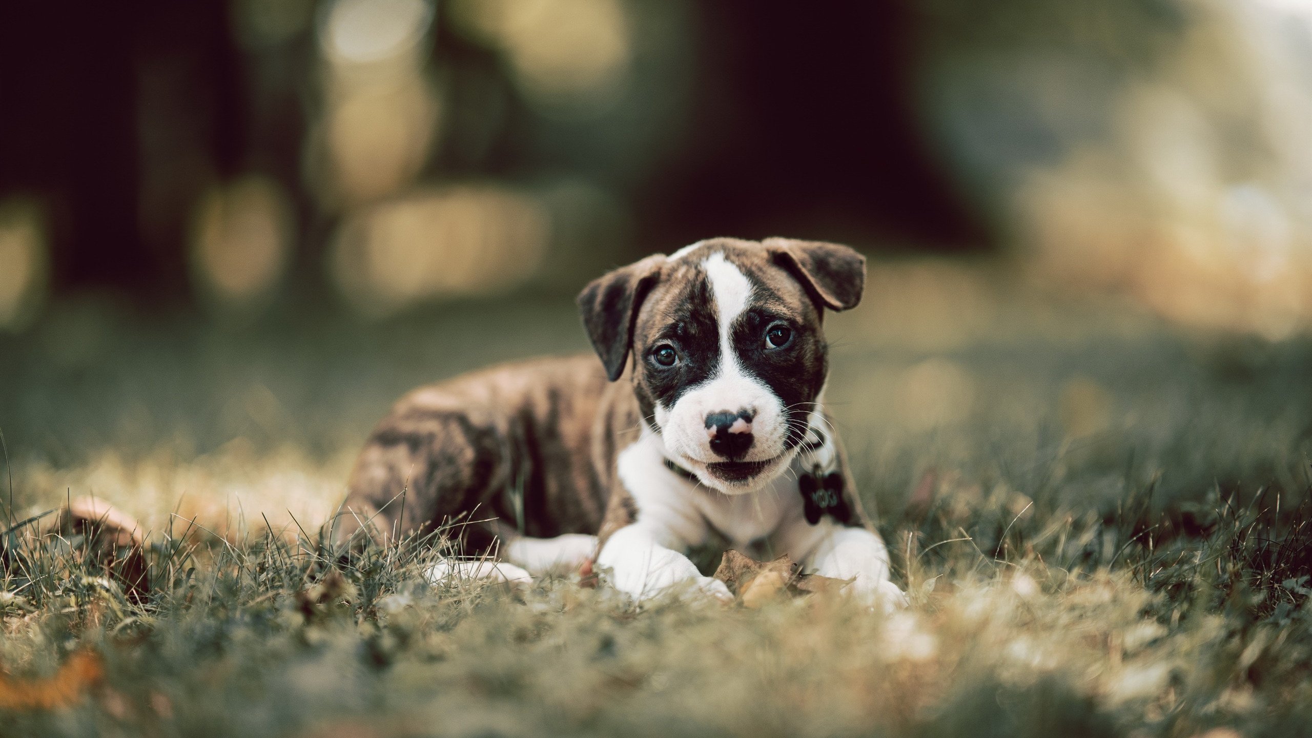 瓜达拉哈拉签约新外援，增强进攻实力，瓜达拉哈拉是哪个国家