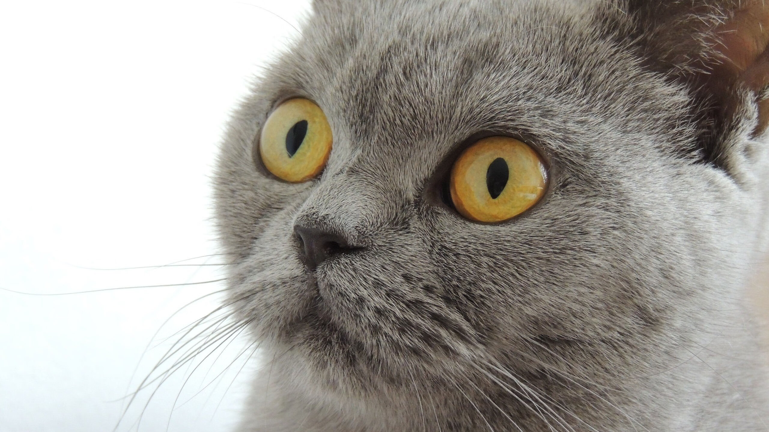 搏击台上选手竞技水平持续提升，搏击展示