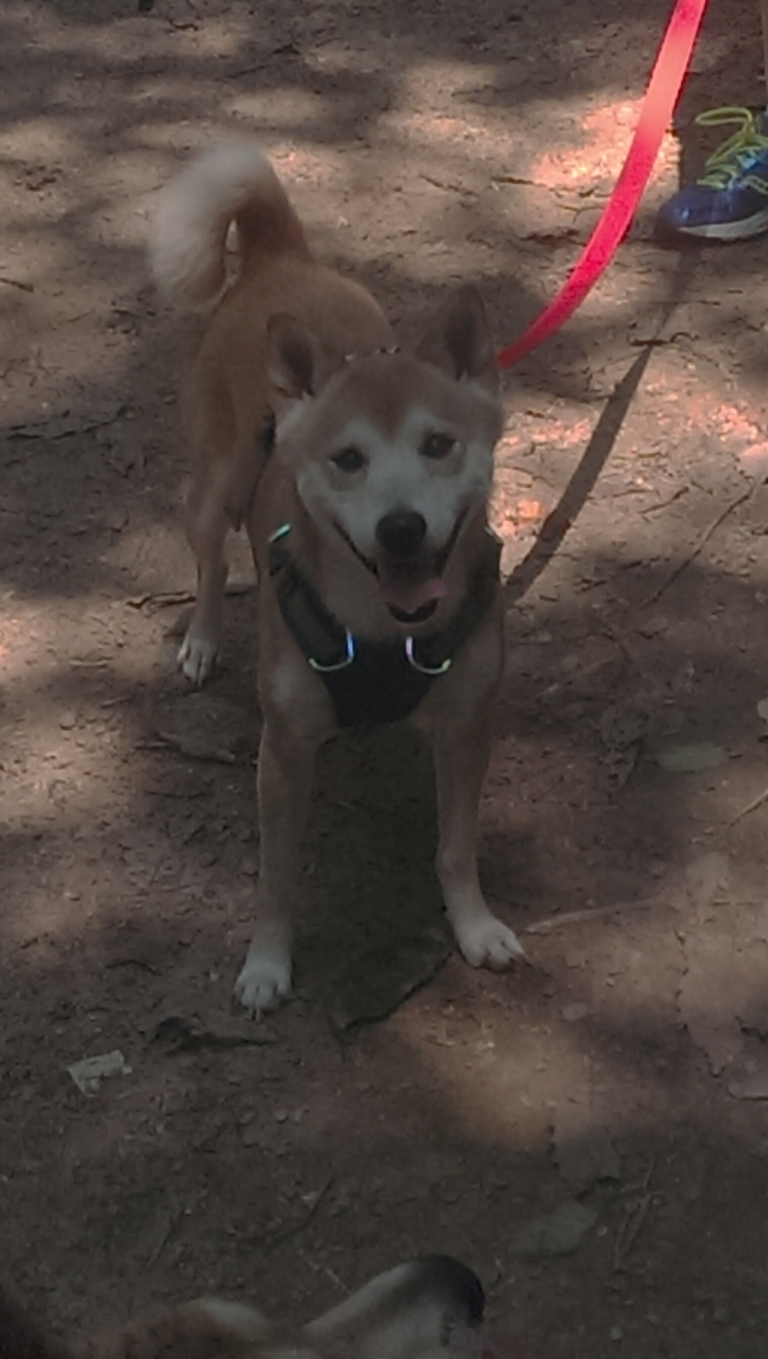 意甲快速反击：瞬间突破，惊艳全场！，意甲防守反击