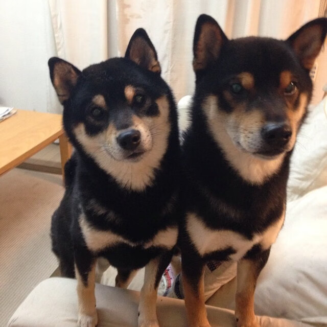 杰克·阿莱克西技术动作精准无瑕,杰克阿西斯