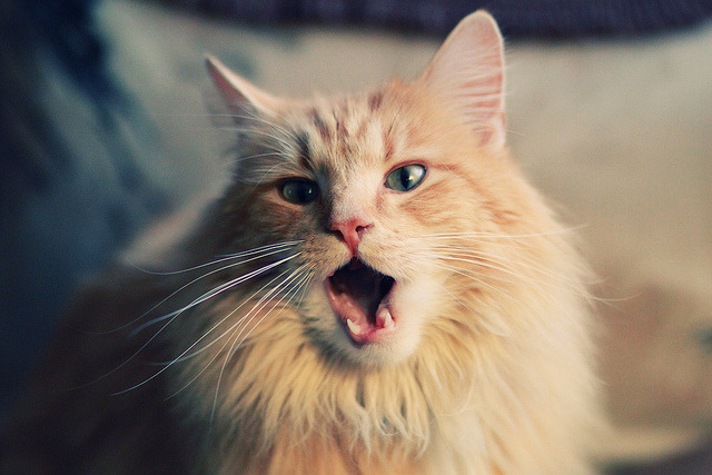 森林狼锋线球员通过加练提升身体对抗能力，森林狼锋线球员通过加练提升身体对抗能力吗