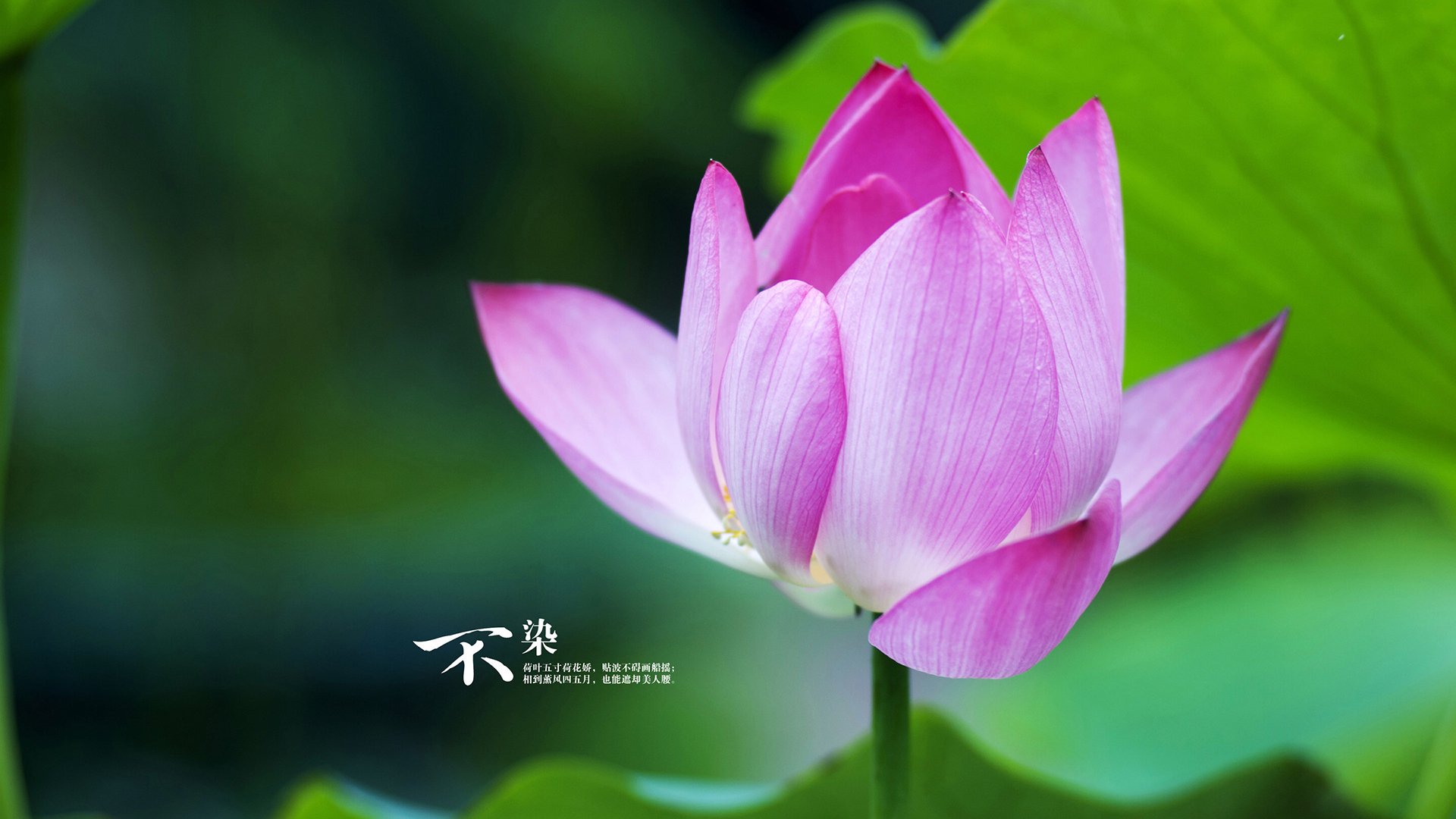 西甲明星对抗：技能爆发，精彩纷呈！，西甲巨星